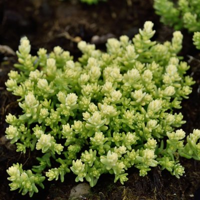 Sedum acre Yellow Queen, Gul Fetknopp, P9cm