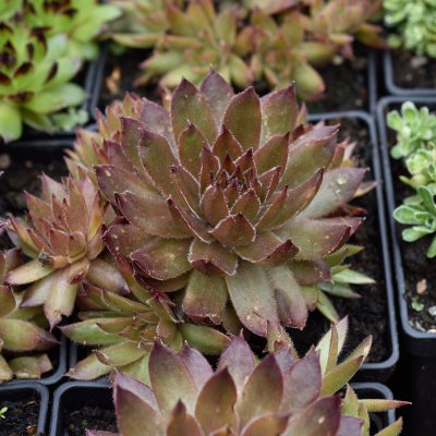 Sempervivum hybr. Bronz Pastell, Taklök, P9cm