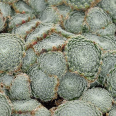 Sempervivum ciliosum, Skäggtaklök, P9cm