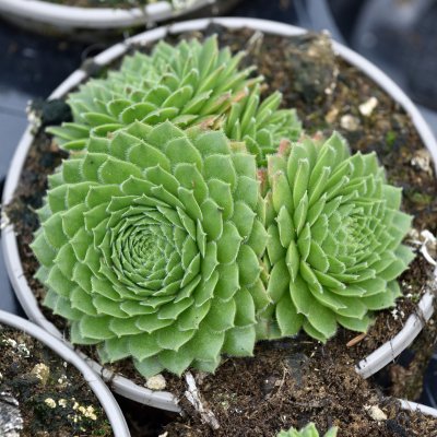 Sempervivum hybr. Pyrenaicum, Taklök, C11cm