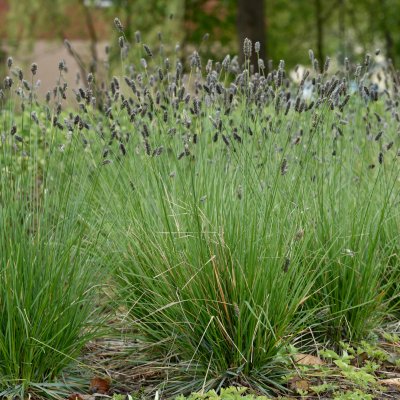 Sesleria heuffleriana, Vårälväxing