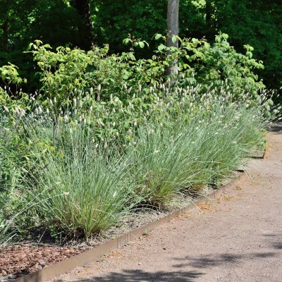 Sesleria nitida, Glansälväxing