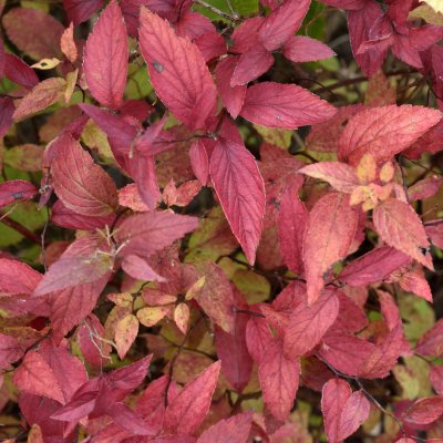 Spiraea japonica Goldflame, Praktspirea