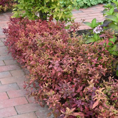 Spiraea japonica Goldflame, Praktspirea