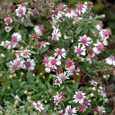 Symphyotrichum (Aster) lateriflorum Horizontale