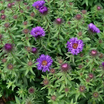 Symphyotrichum (Aster) novae-angliae Purple Dome