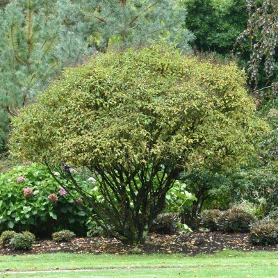 Syringa komarowii ssp. reflexa, Hängsyrén