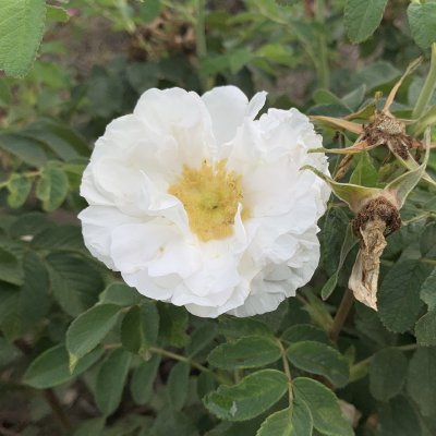 rugosa Lac Majeau, Kanadensisk Buskros, C4