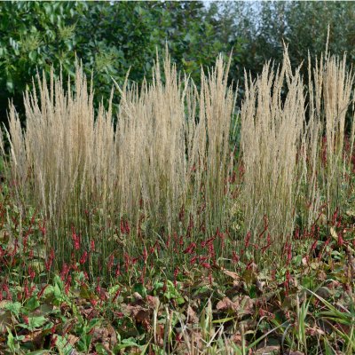 Calamagrostis acutiflora Karl Foerster, Tuvrör