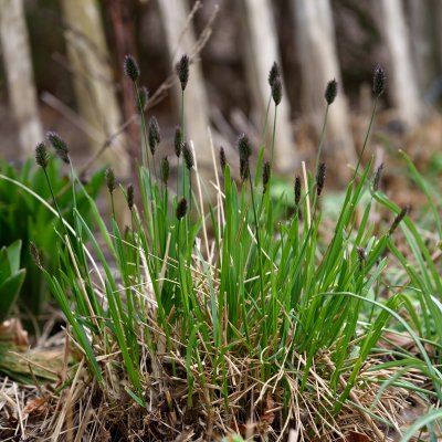 Sesleria heuffleriana, Vårälväxing