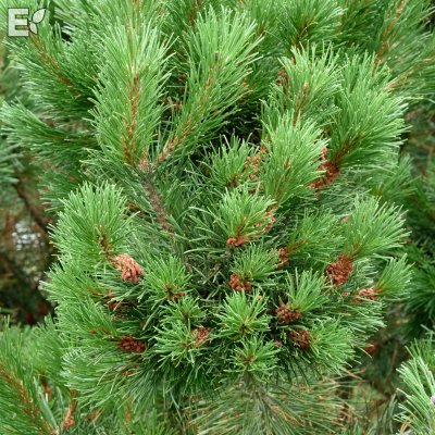 Pinus mugo var. pumilio Fk Sauherad E