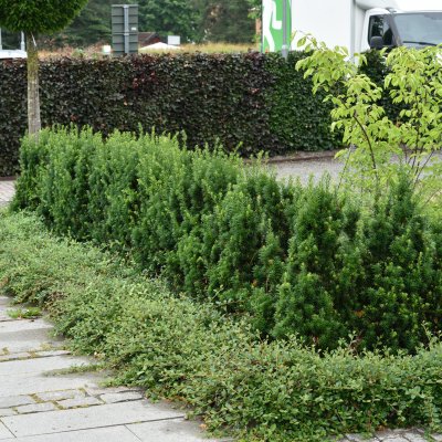 Taxus x media Hillii, Hybrididegran