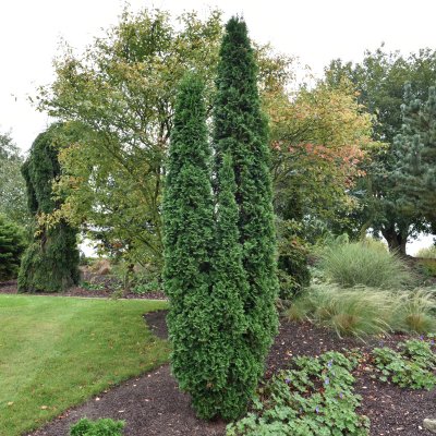 Thuja occidentalis Degroot´s Spire