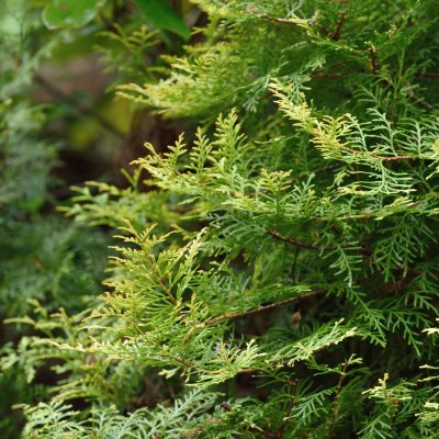 Thuja occidentalis Rheingold