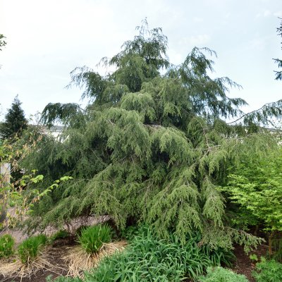 Tsuga canadensis, Hemlock