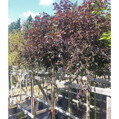 Fagus sylvatica Rohan Weeping, Flikblodbok, 200 stam 6-8 co