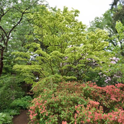 Acer shirasawanum Aureum, Japansk Gyllenlönn