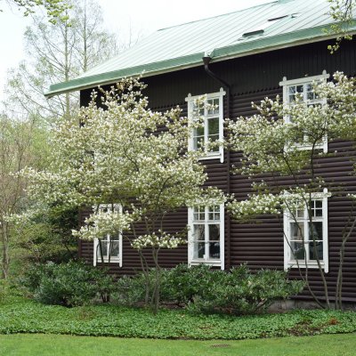 Amelanchier lamarckii Fk Ultuna, Prakthäggmispel, busk C3,5