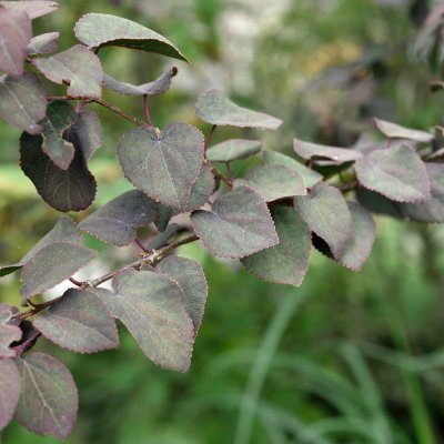 Cercidiphyllum japonica Rotfuchs, Katsura