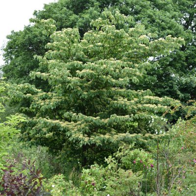Cornus controversa, Pagodkornell
