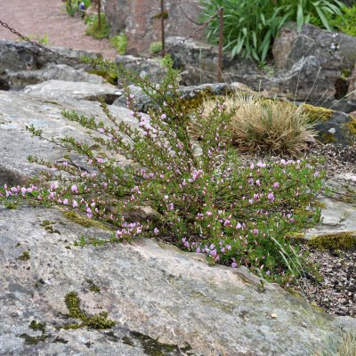 Cytisus purpureus (Chamaecytisus purpureus), Rosenginst