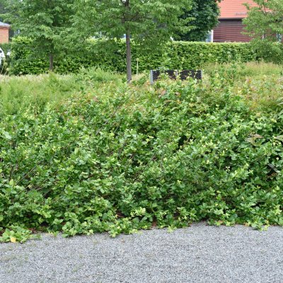 Euonymus fortunei Vegetus, Klätterbenved