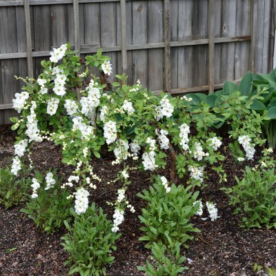 Exochorda The Bride, Pärlbuske
