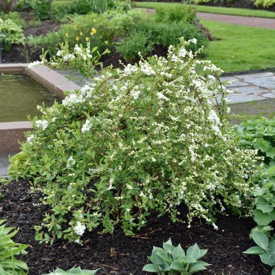 Exochorda The Bride, Pärlbuske