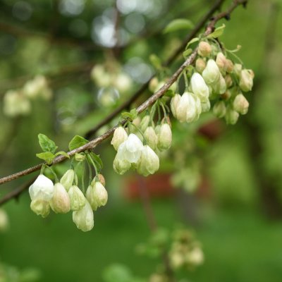 Halesia carolina, Snödroppsträd