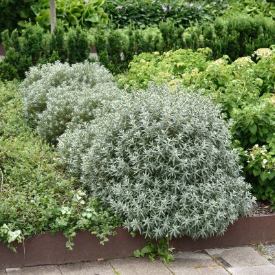 Hippophae rhamnoides Hikul, Havtorn