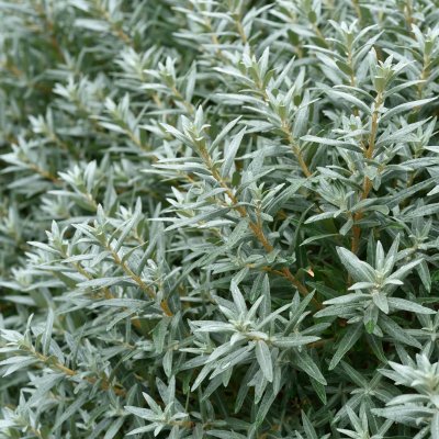 Hippophae rhamnoides Hikul, Havtorn