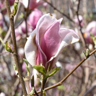 Magnolia March Til Frost, Magnolia