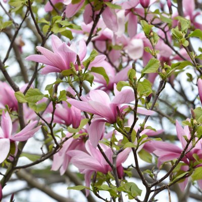 Magnolia liliiflora Galaxy, Rosenmagnolia