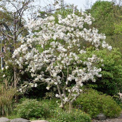 Magnolia stellata, Stjärnmagnolia