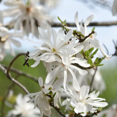 Magnolia stellata, Stjärnmagnolia