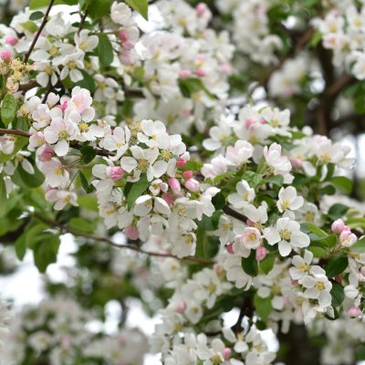 Malus Red Sentinel