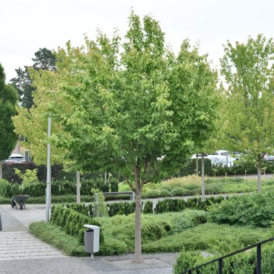 Malus tschonoskii
