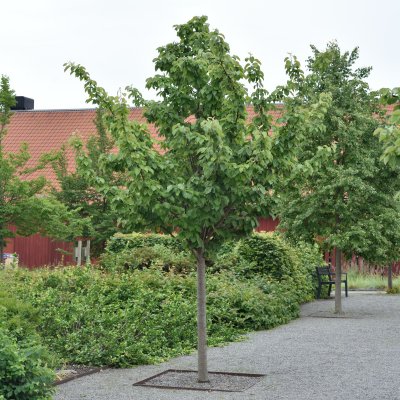 Malus tschonoskii