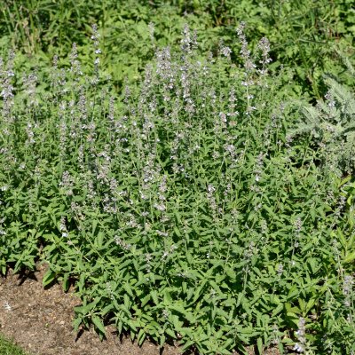 Nepeta faassenii Gletschereis