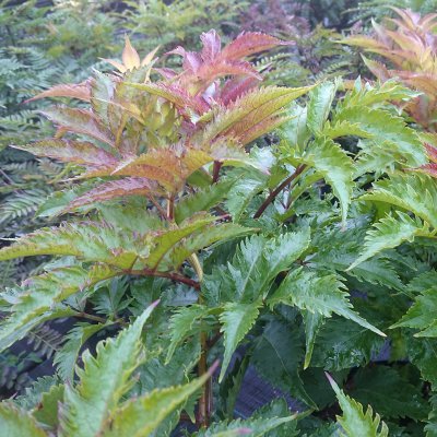Sambucus nigra Serenade ®