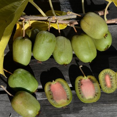 Actinidia arguta Chang Bai, Minikiwi, C2