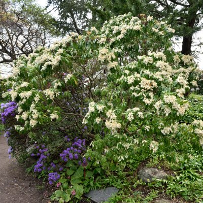 Pieris japonica (taiwanensis)