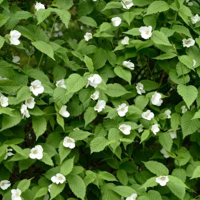 Rhodotypos scandens, Schersminros