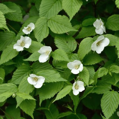 Rhodotypos scandens, Schersminros