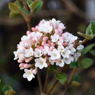 Viburnum x burkwoodii Anne Russell