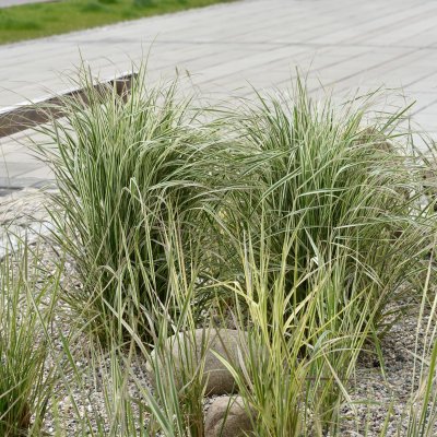 Calamagrostis acutiflora Overdam, Tuvrör
