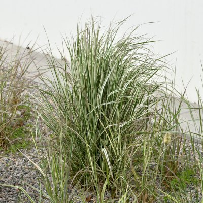 Calamagrostis acutiflora Overdam, Tuvrör
