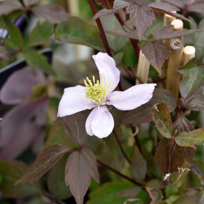 Clematis montana var. rubens