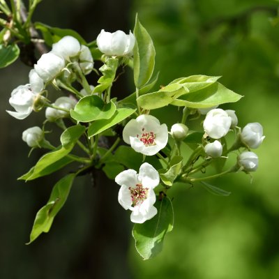 Päron, Gråpäron (Jut), stam P. com C10