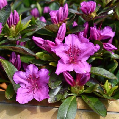 Rhododendron japonica Königstein